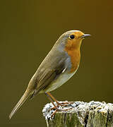 European Robin