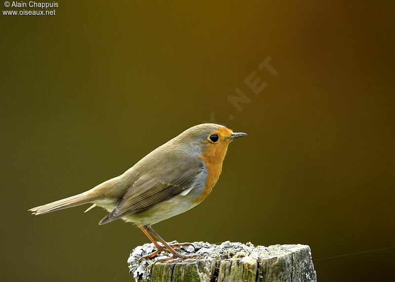 European Robin male adult, identification, Behaviour