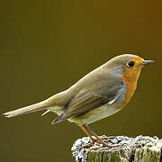 European Robin