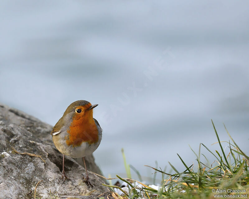 Rougegorge familieradulte, identification, Comportement