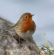 European Robin