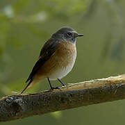 Common Redstart