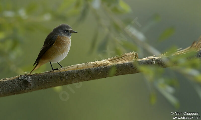 Common Redstart