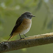 Common Redstart