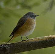 Common Redstart