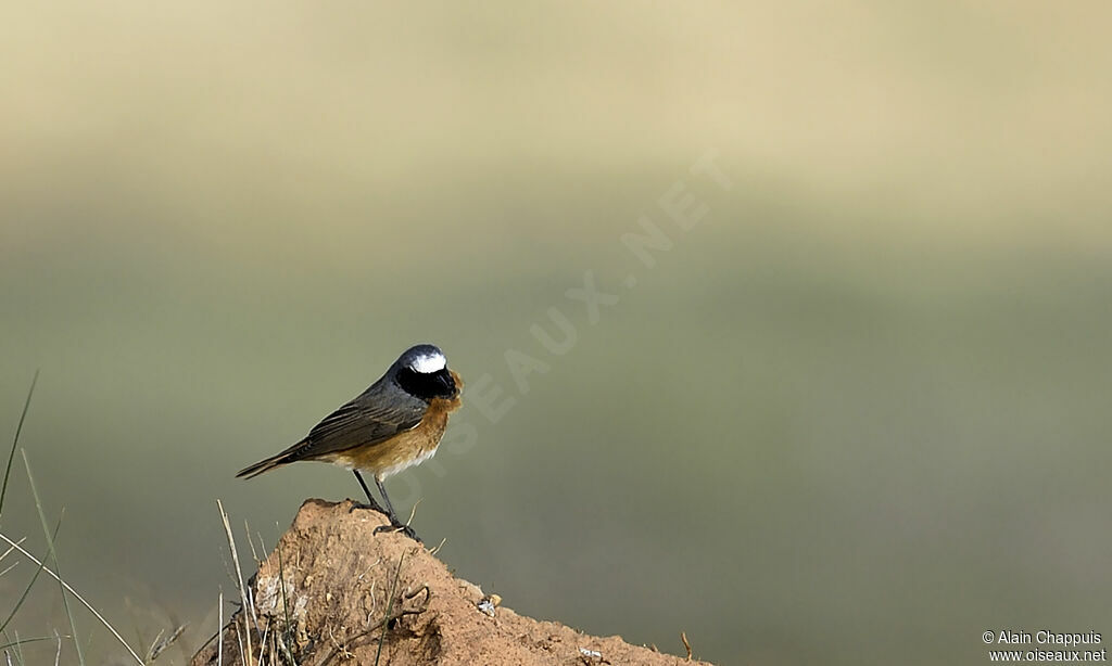 Common Redstart male adult, identification, Behaviour