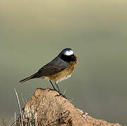 Common Redstart