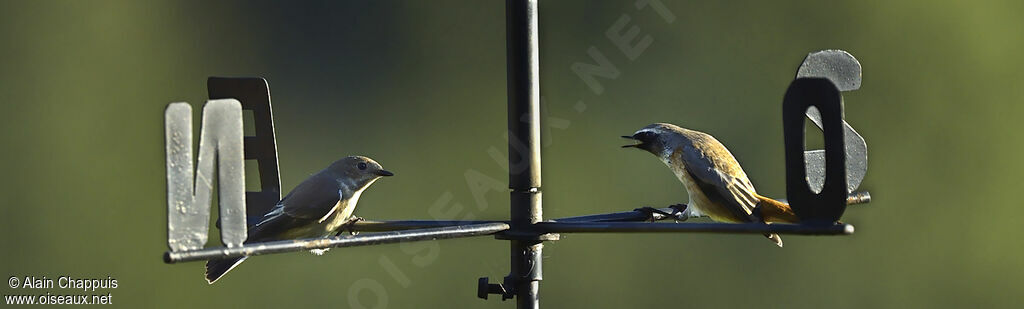 Common Redstart