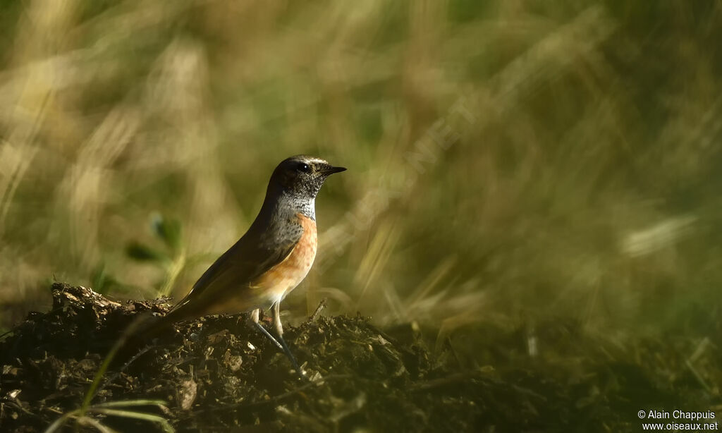 Common Redstart male adult, identification, moulting, walking, fishing/hunting