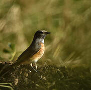 Common Redstart