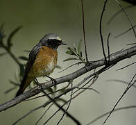 Common Redstart