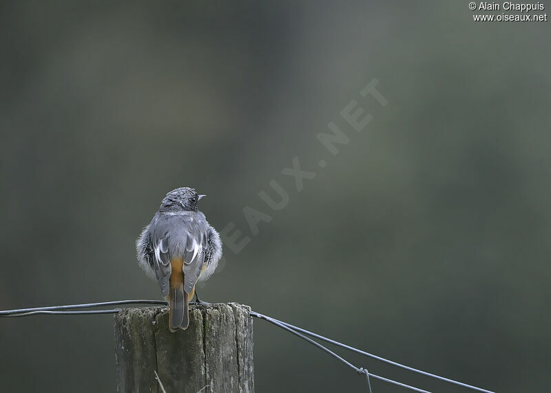 Black Redstart male adult post breeding, identification, Behaviour