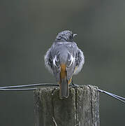 Black Redstart