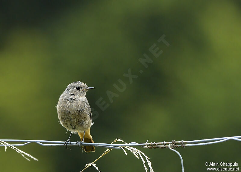 Black Redstartjuvenile, identification, Behaviour