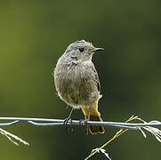 Black Redstart