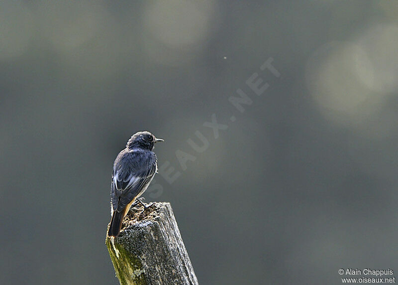 Black Redstart male adult, identification, Behaviour