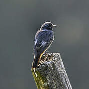 Black Redstart