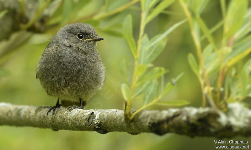 Black RedstartFirst year, identification, Reproduction-nesting, Behaviour