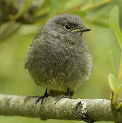 Black Redstart