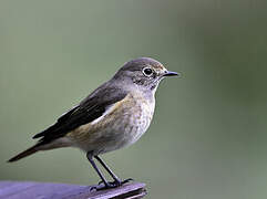 Black Redstart