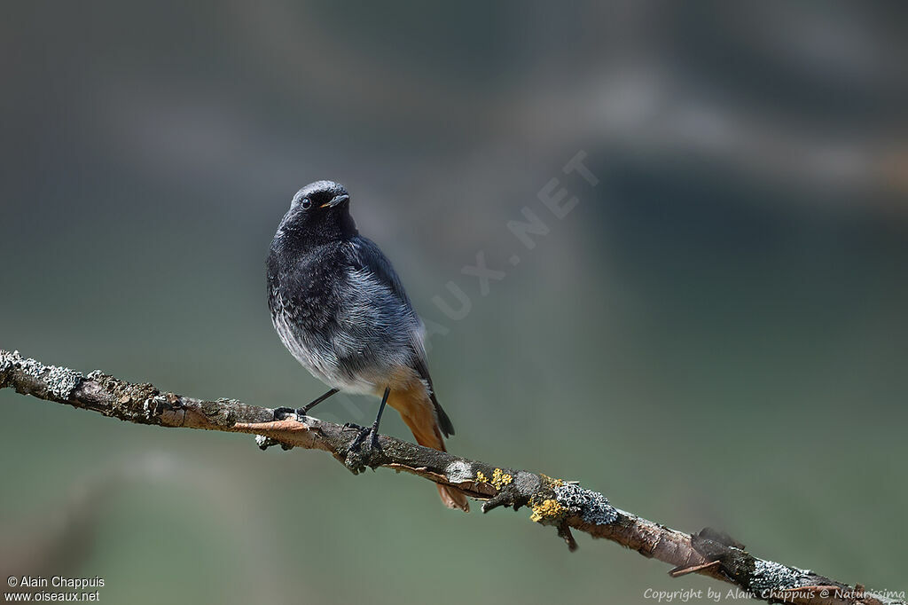 Black Redstart male adult breeding, identification