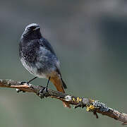 Black Redstart