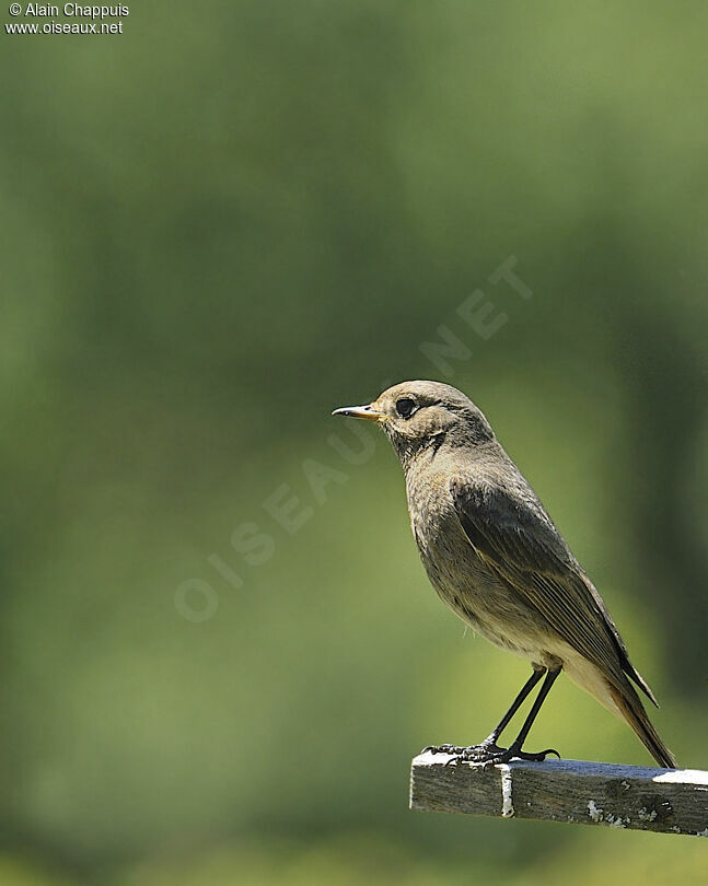 Rougequeue noir femelle adulte nuptial, identification, Comportement