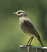 Black Redstart