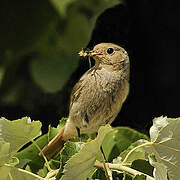 Black Redstart