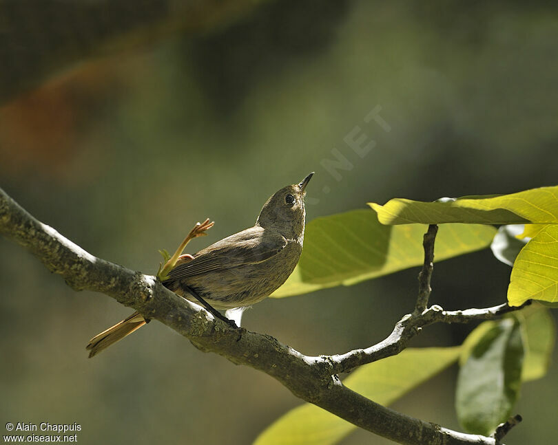 Rougequeue noir femelle adulte nuptial, identification, Comportement