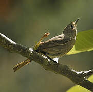 Black Redstart