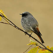 Black Redstart