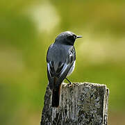 Black Redstart