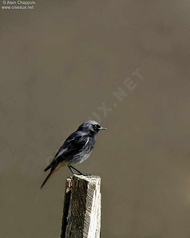 Black Redstart male adult breeding, identification