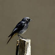 Black Redstart