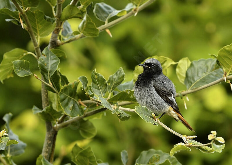 Black Redstart