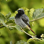 Black Redstart