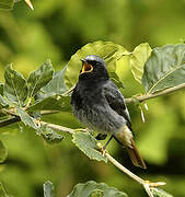 Black Redstart