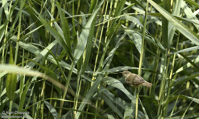 Common Reed Warbleradult, identification, Behaviour