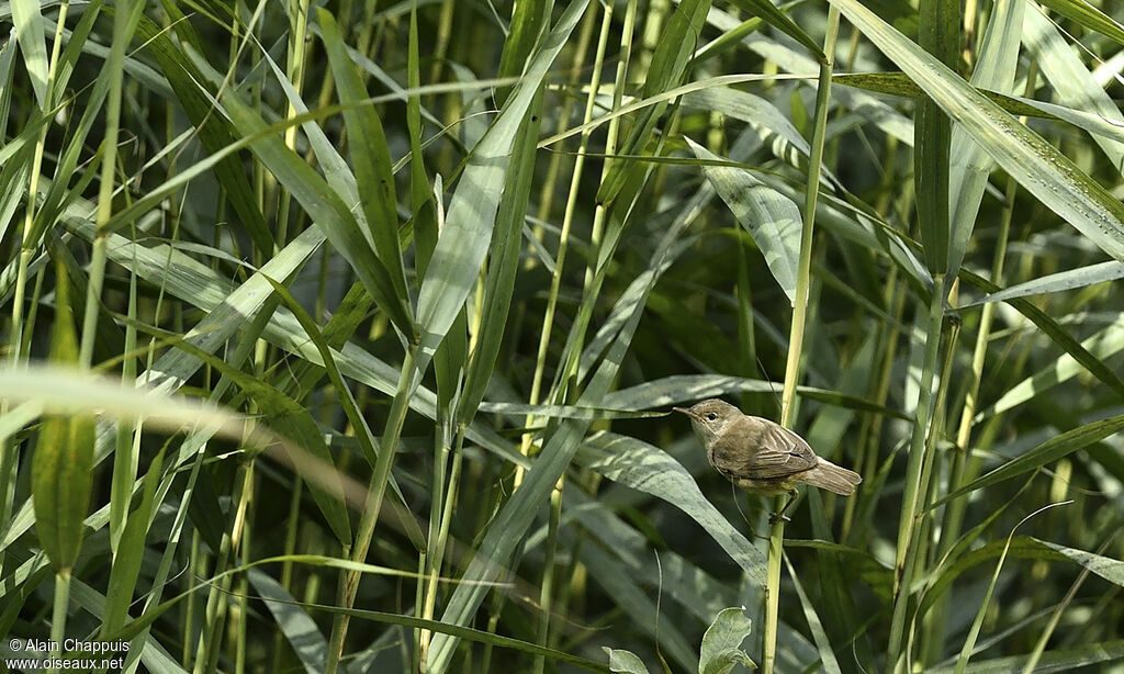 Rousserolle effarvatteadulte, identification, Comportement