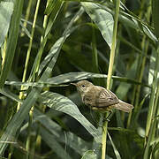 Common Reed Warbler