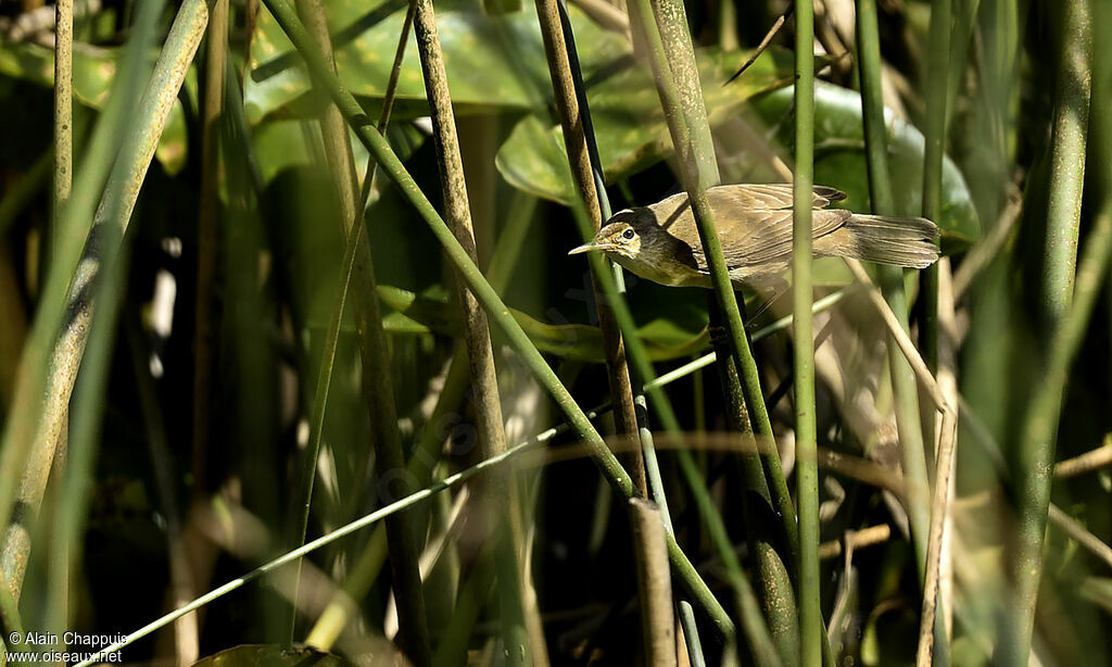 Rousserolle effarvatteadulte, identification, Comportement