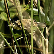 Eurasian Reed Warbler