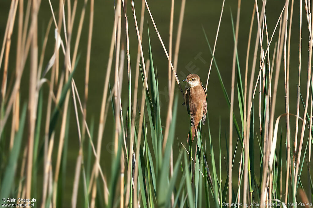 Rousserolle effarvatteadulte, identification, pêche/chasse