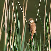 Common Reed Warbler