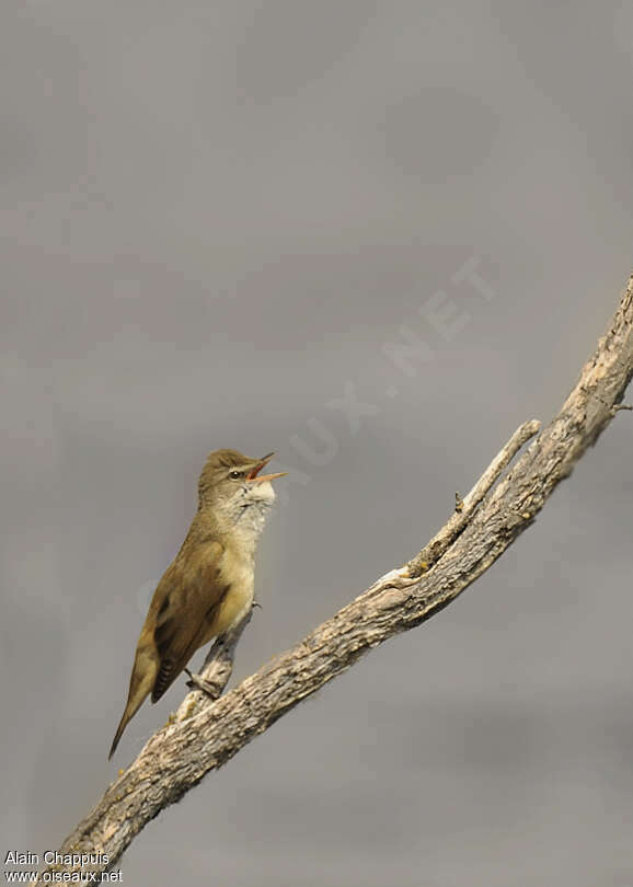 Great Reed Warbler male adult, song, Behaviour