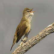 Great Reed Warbler