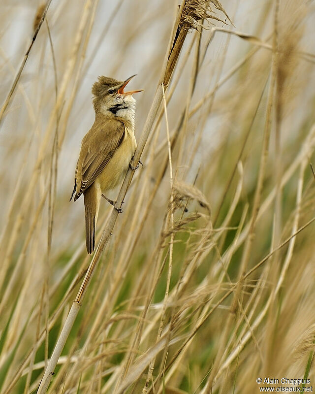 Great Reed Warbler male adult breeding, identification, song, Behaviour