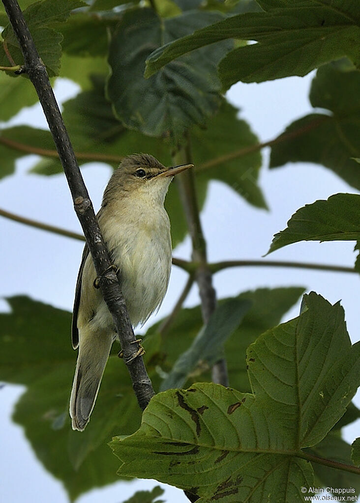 Marsh Warbler male adult breeding