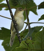 Marsh Warbler